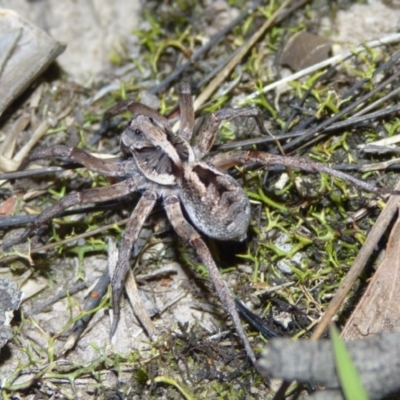 Tasmanicosa sp. (genus) (Unidentified Tasmanicosa wolf spider) at Woollamia, NSW - 8 Mar 2015 by christinemrigg