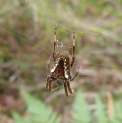 Hortophora sp. (genus) (Garden orb weaver) at Sanctuary Point, NSW - 21 Mar 2015 by christinemrigg