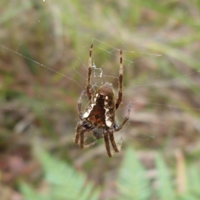 Hortophora sp. (genus) (Garden orb weaver) at Sanctuary Point - Basin Walking Track Bushcare - 21 Mar 2015 by christinemrigg