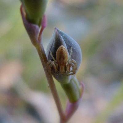 Runcinia acuminata (Pointy Crab Spider) at Sanctuary Point - Basin Walking Track Bushcare - 28 Sep 2016 by christinemrigg