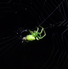 Araneus sp. (genus) (Orb weaver) at Sanctuary Point, NSW - 25 Jan 2015 by christinemrigg