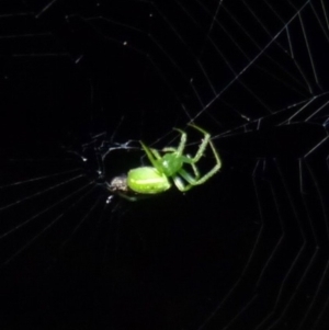 Araneus sp. (genus) at Sanctuary Point, NSW - 25 Jan 2015