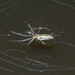 Tetragnatha sp. (genus) (Long-jawed spider) at Woollamia, NSW - 7 Apr 2014 by christinemrigg