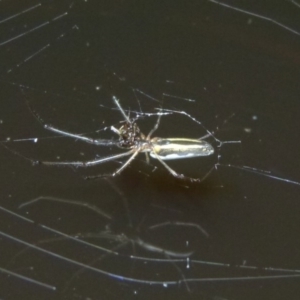 Tetragnatha sp. (genus) at Woollamia, NSW - 8 Apr 2014 12:00 AM