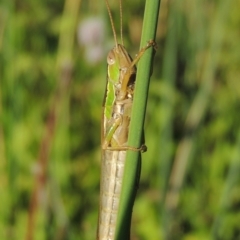 Bermius brachycerus (A grasshopper) at Point Hut to Tharwa - 27 Mar 2019 by michaelb