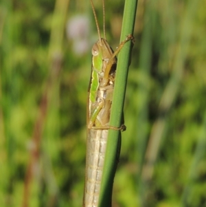 Bermius brachycerus at Tuggeranong DC, ACT - 27 Mar 2019 06:31 PM