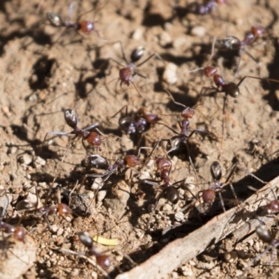 Iridomyrmex purpureus (Meat Ant) at Michelago, NSW - 12 Jan 2019 by Illilanga