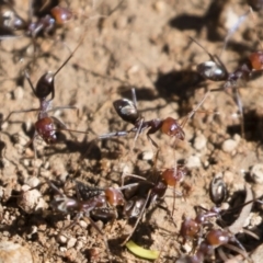 Iridomyrmex purpureus at Michelago, NSW - 12 Jan 2019