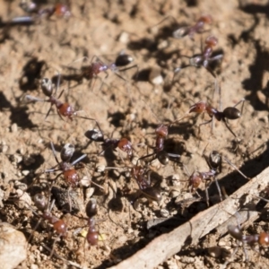 Iridomyrmex purpureus at Michelago, NSW - 12 Jan 2019