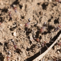 Iridomyrmex purpureus at Michelago, NSW - 12 Jan 2019