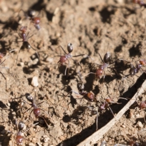 Iridomyrmex purpureus at Michelago, NSW - 12 Jan 2019 08:38 AM