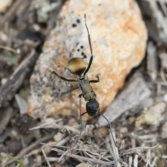 Polyrhachis ammon (Golden-spined Ant, Golden Ant) at Illilanga & Baroona - 13 Oct 2018 by Illilanga