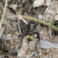 Polyrhachis ammon at Michelago, NSW - 13 Oct 2018 02:08 PM