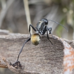 Polyrhachis ammon at Michelago, NSW - 13 Oct 2018 02:08 PM