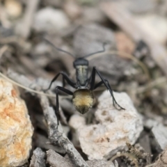 Polyrhachis ammon at Michelago, NSW - 13 Oct 2018