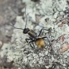 Polyrhachis ammon at Michelago, NSW - 13 Oct 2018 02:08 PM