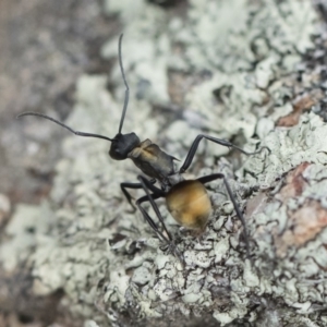 Polyrhachis ammon at Michelago, NSW - 13 Oct 2018 02:08 PM