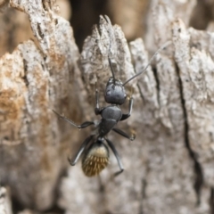 Camponotus aeneopilosus (A Golden-tailed sugar ant) at Michelago, NSW - 12 Oct 2018 by Illilanga