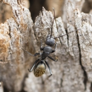 Camponotus aeneopilosus at Michelago, NSW - 13 Oct 2018