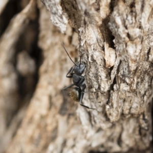 Camponotus aeneopilosus at Michelago, NSW - 13 Oct 2018