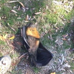 Pteropus poliocephalus (Grey-headed Flying-fox) at Hackett, ACT - 2 Jun 2019 by WalterEgo