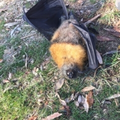 Pteropus poliocephalus at Hackett, ACT - 2 Jun 2019