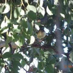 Smicrornis brevirostris (Weebill) at Red Hill Nature Reserve - 31 May 2019 by TomT