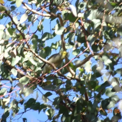 Ptilotula penicillata (White-plumed Honeyeater) at Deakin, ACT - 31 May 2019 by TomT