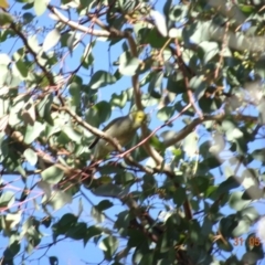 Ptilotula penicillata (White-plumed Honeyeater) at Red Hill Nature Reserve - 31 May 2019 by TomT