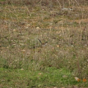 Malurus cyaneus at Deakin, ACT - 31 May 2019 11:04 AM