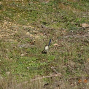 Malurus cyaneus at Deakin, ACT - 31 May 2019 11:04 AM