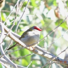 Neochmia temporalis (Red-browed Finch) at Red Hill Nature Reserve - 31 May 2019 by TomT