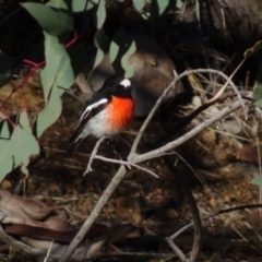 Petroica boodang (Scarlet Robin) at Deakin, ACT - 31 May 2019 by TomT