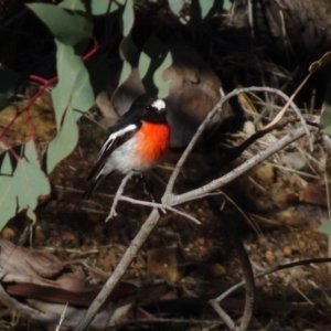 Petroica boodang at Deakin, ACT - 31 May 2019