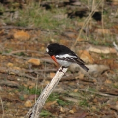 Petroica boodang at Deakin, ACT - 31 May 2019