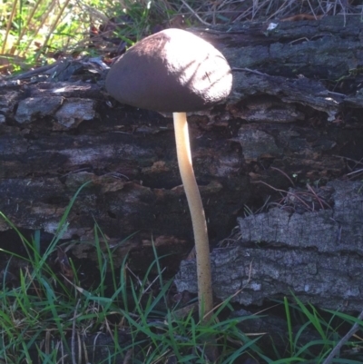 Oudemansiella 'radicata group' (Rooting shank) at Aranda Bushland - 2 Jun 2019 by KMcCue