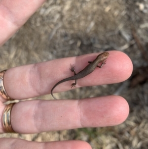 Lampropholis guichenoti at Nanima, NSW - 2 Jun 2019