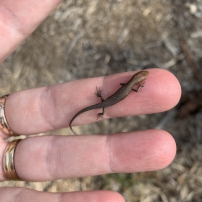 Lampropholis guichenoti (Common Garden Skink) at Nanima, NSW - 2 Jun 2019 by 81mv