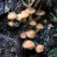 Hypholoma fasciculare (Hypholoma fasciculare) at Box Cutting Rainforest Walk - 1 Jun 2019 by Teresa