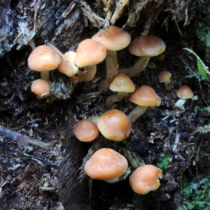 Hypholoma fasciculare at Box Cutting Rainforest Walk - 1 Jun 2019