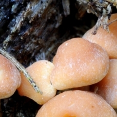 Hypholoma fasciculare at Box Cutting Rainforest Walk - 1 Jun 2019