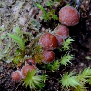 Hypholoma fasciculare at Box Cutting Rainforest Walk - 1 Jun 2019