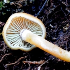 Hypholoma fasciculare at Box Cutting Rainforest Walk - 1 Jun 2019 12:00 AM