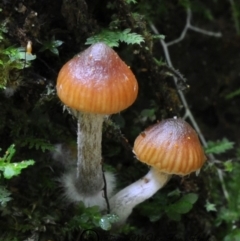 Galerina patagonica (Galerina patagonica) at Box Cutting Rainforest Walk - 31 May 2019 by Teresa