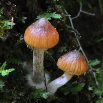 Galerina patagonica (Galerina patagonica) at Kianga, NSW - 1 Jun 2019 by Teresa