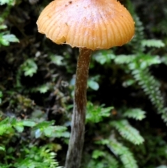 Galerina patagonica at suppressed - suppressed