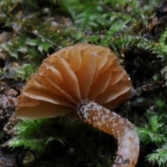 Galerina patagonica at suppressed - 1 Jun 2019