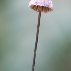 Marasmius sp. (Horse hair fungus) at Kianga, NSW - 1 Jun 2019 by Teresa