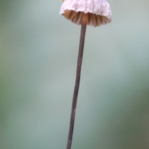 Marasmius sp. at Kianga, NSW - 1 Jun 2019 12:00 AM