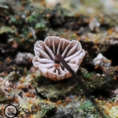 Marasmius sp. at Kianga, NSW - 1 Jun 2019 12:00 AM